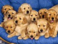 /album/galeria-de-fotos/grupo-de-cachorinhos-jpg/